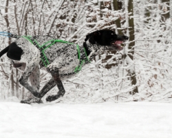 skijoring - 3